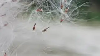 Raging river sound with bird sounds . Relaxing nature  sounds