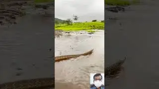 Viral Snake Video || 🔥🤯😱 #shorts #shortfeed #short