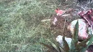 Donkey slaughter Ruai ( Nairobi-Kenya)