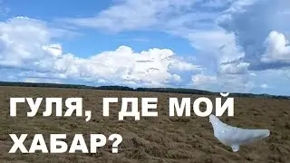Шмурдкоптрест Выпуск №31. Отпуск как пуля, хабар склевала гуля.