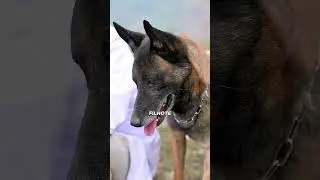 Dog Begs Doctor to Save His Sick Puppy