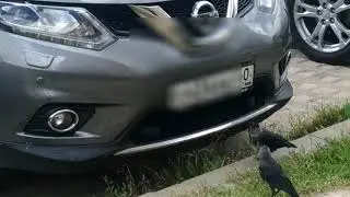 Хитрые галки