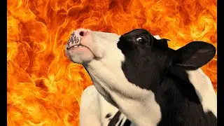 El problema de las vacas pedorras...