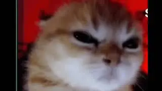 angy cat