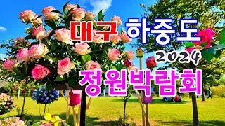 대구 금호강 하중도 정원박람회, 코스모스와 황화코스모스 그리고 장미꽃 구경가요