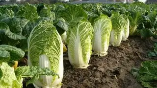 CHINESE CABBAGE || farm & harvest in asia