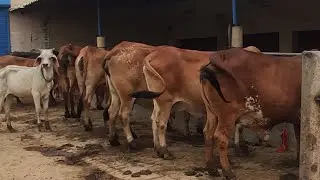 10 cows transported to Tamilnadu. Contact 8930872189 for purchasing best cows at reasonable price.