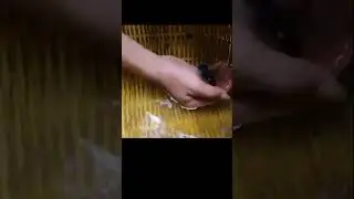 Это удивительно! Как ловят петушков и скалярий в живой природе