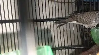 perkutut Songgo ratu asli bukan tempelan 🌹