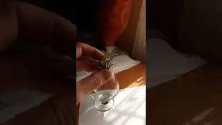 Воздушный цветок
