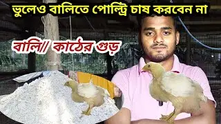 পোল্ট্রি ফার্মিং ভুলেও বালিতে করবেন না।। তাহলে কি কাঠের গুরতে করবেন।।  কোনটা উপযুক্ত জেনে নিন।।,