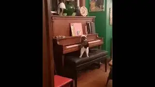 Талантливый кот играет на пианино