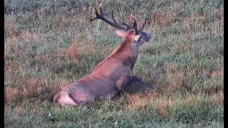 Ulovenie jelena-Deer hunting.