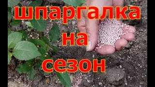 ШПАРГАЛКА на весь сезон! Подкормка плодовых деревьев!