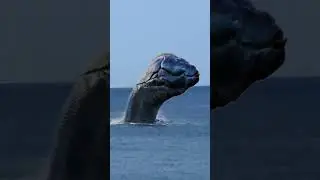 Анапа. Морской змей вернулся😲