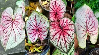 my unique shade white caladium...very admiring veins♥️😍🤍