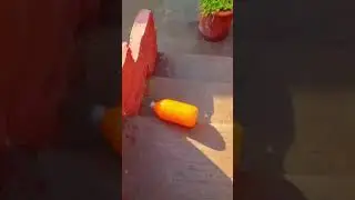 Oddly Satisfying videos shorts #satisfying #shorts #satisfyingasmr #asmr #bottle #america #india