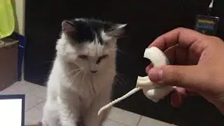 Mittens