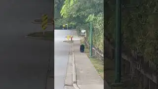 Bear Strolls Through Residential Street