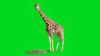 green screen video | royalty free green screen effects