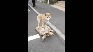 Такси...