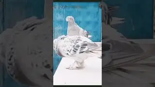 Love this guy ❤️❤️ #pigeon #pigeonlover #pigeons #pigeonlove