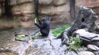 Прикоы лучшее