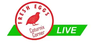Coturnix Corner LIVE