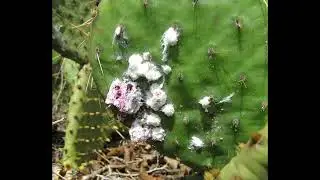 Scale on Cactus - What Does It Look Like (Get rid Of Cacti Guide)