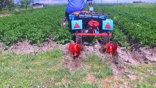 Третье окучивание картофеля мотоблоком с адаптером. Сошки чем пониже, чем поуже, чем поглубже. 2024