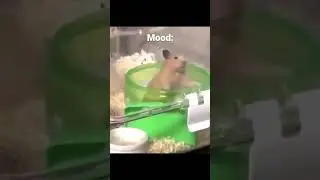 Mood #mood#карусель#мышь#мем#мемы#shorts#video#meme#приколы#смешно#настроение#еда#животные#кухня
