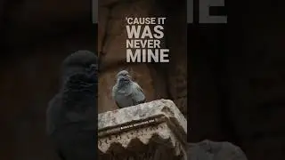 #Pigeon #Birdphotography at #Ranikivav , Patan #worldheritagesites