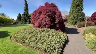 Spring Garden Tour part 2 | Beautiful Conifer Gardens pushing new growth #gardentour #garden #tree