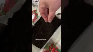 тгк комфортик бэя