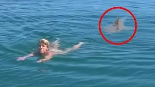 7 Encounters with Sharks in the Ocean