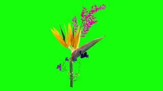 Beautiful Flowers Animate Green Screen Effects