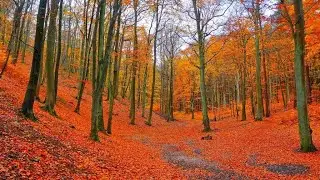 Enchanting autumn scenes with relaxing music • The foliage, magical nature of autumn