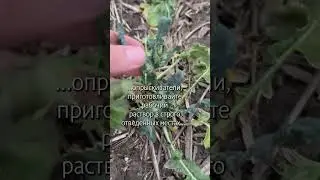 Фитотокс рапса