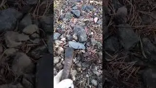 коп