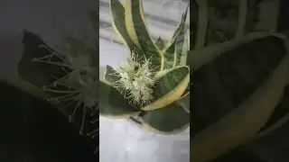 Санцевьера моя расцвела