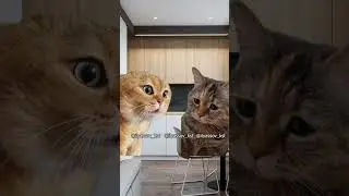 Любимая, ну, что такого я сделал, что ты так сердита? #тренд #приколы #коты #мемыскотами#веселыекоты