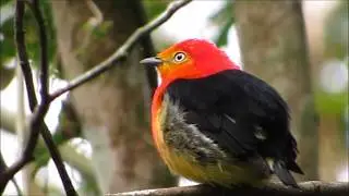Bailarín naranja (Pipra fasciicauda).