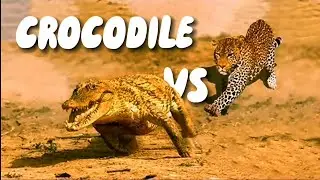 Crocodile vs Wild Creatures: Nature's Fierce Battles