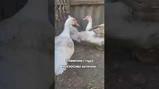 Племінне стадо мускусних качок важкої лінії німецької селекції! Найважча качка! # #индоутка #утки
