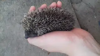 Наши колючие гости:)