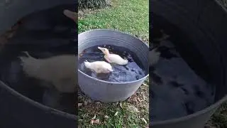 для чего уткам 