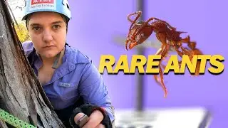 Rare Ants Discovered in the Tree Canopy!