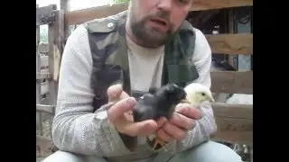 Стартовый корм для суточных и месячных цыплят