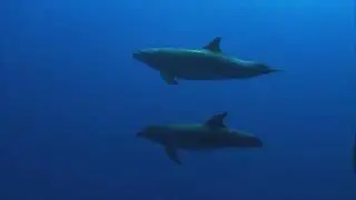 Ocean Scored