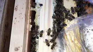 Среднерусская пчела